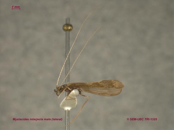 Photo of Mystacides interjectus by Spencer Entomological Museum